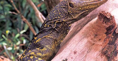 A spectacular new Philippine monitor lizard reveals a hidden .